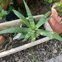 アロエ　大きくなりました！