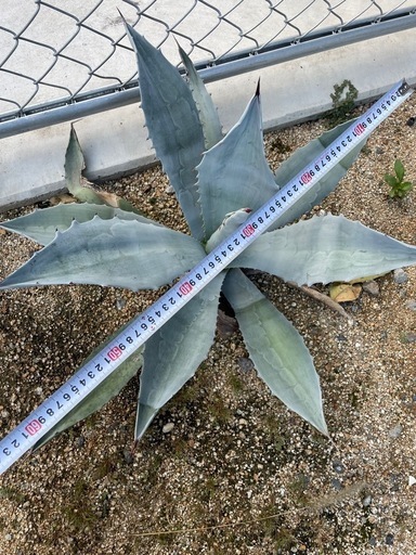 2株セット【耐寒性】アガベ・ウィンテリアーナ