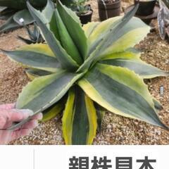 アガベ　オルカ　オバティフォリア　1鉢⭕人気のオルカ　最後の1鉢ですの画像