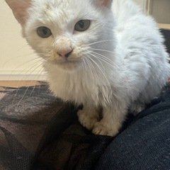 保護猫 白黒 子猫 生後2ヶ月