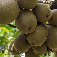 福岡県産　無農薬キウイ1.5キロの画像