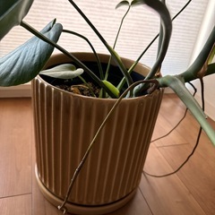 観葉植物　モンステラ　の画像
