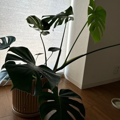 観葉植物　モンステラ　の画像