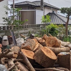 立派な丸太！タダであげます！薪にもどうぞ！切り立てほやほやですが！
