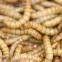 ミルワーム100円/50匹・郵送可