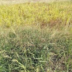 無農薬無肥料米の稲刈り稲架掛け体験会の参加者募集
