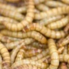 ミルワーム飼育セット3000匹以上