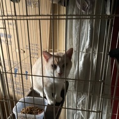 優しい里親さん急募　手を差し伸べてくださる優しい方を求めています - 猫