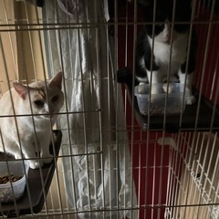 優しい里親さん急募　手を差し伸べてくださる優しい方を求めています − 山口県