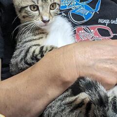 2か月半🍀キジ白オス