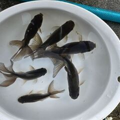 ジャンボ獅子頭🐟の画像