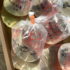 改良メダカセットの画像