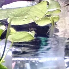 休止中▽冬期 トチカガミ(鼈鏡)　水草　浮草。#めだか、稚魚、小...