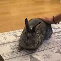 うさぎ