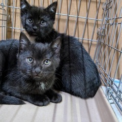 野良猫 黒猫ちゃん捕獲しました