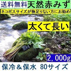 すぐにお渡しできます♪名水の里黒部 天然 赤ミズ みず カタハ ...