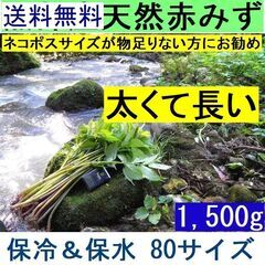 黒部産【太長】天然 赤みず ミズ 蟒蛇草 1500g 強