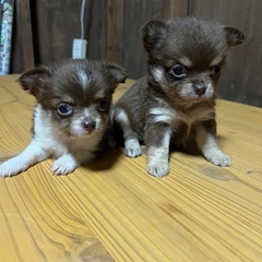 チョコホワイト　チワワ　大特価です