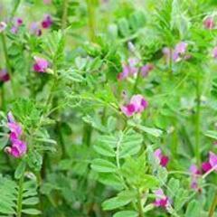 『野草塾』～身の回りの植物に詳しくなろう！～