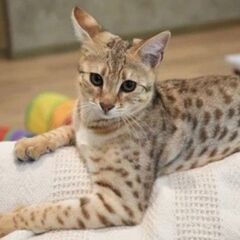 サバンナキャット　F2～F5 − 東京都