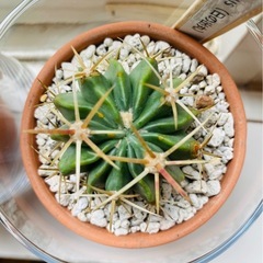 Ferocactus latispinus フェロカクタス　1鉢