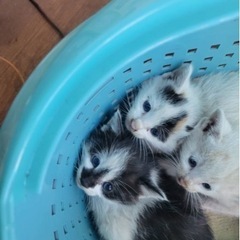 生後1ヶ月の子猫3匹まとめて引き取ってくれる里親募集