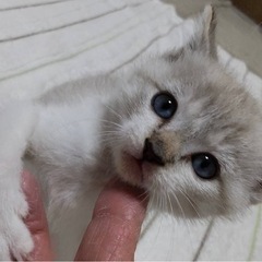 子猫大切に育ててくれる方を探しています！