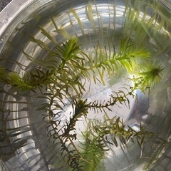 水草