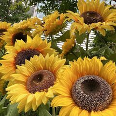 ≪あなたに合ったお仕事のプロ軍団≫ 応募するならココです！工場・住み込み★の画像