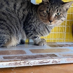 ぶさかわ猫の男の子ホク