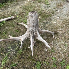 流木5点セット