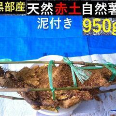 黒部産・超粘り！赤土粘土のジャンボ天然自然薯 950g