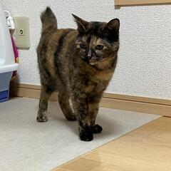 猫のポポちゃんを探しています、無事に保護できました。