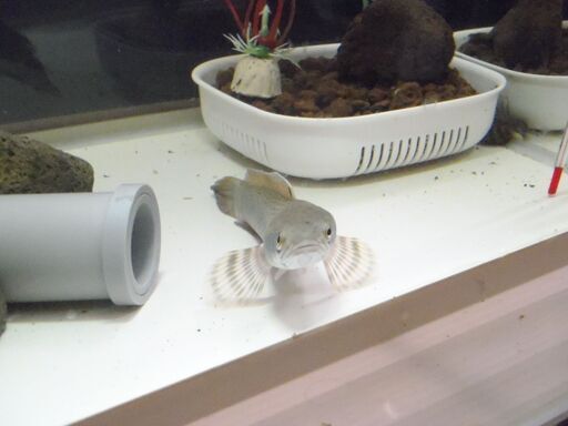 スネークヘッド　チャンナ　プルクラ　（海外雷魚）