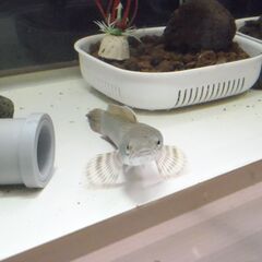 スネークヘッド　チャンナ　プルクラ　（海外雷魚）