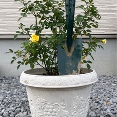 ミニ薔薇🌹薄黄