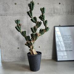 柱サボテン ブランチ 鬼面角