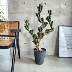 柱サボテン ブランチ 鬼面角