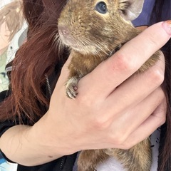 ※緊急 デグーの里親さん募集