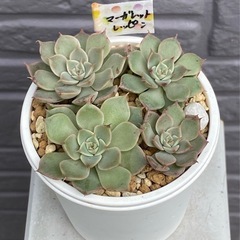 【お取り引き中】2024.10.24②   多肉植物　マーガレッ...