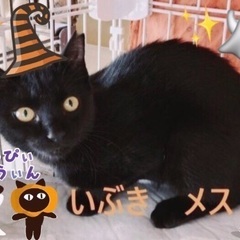 子猫祭り‼️🎃10月26日(土)👻島忠ホームズ昭島店様にて『保護...