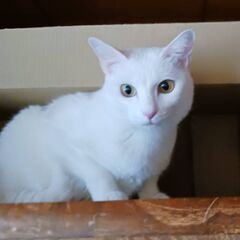 70代一人暮らしの女性が　飼い猫メスの里親募集してます
