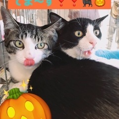 🎃10月26日(土)👻島忠ホームズ昭島店様にて『保護猫カフェ ね...