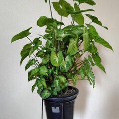 シンゴニウム・ポドフィルム ホワイトの画像