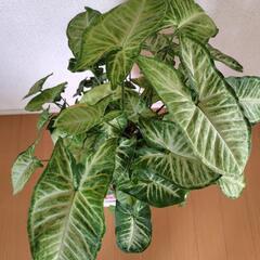 シンゴニウム・ポドフィルム ホワイトの画像