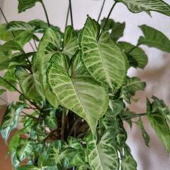 シンゴニウム・ポドフィルム ホワイトの画像