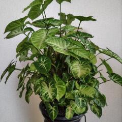 シンゴニウム・ポドフィルム ホワイトの画像