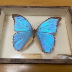 昆虫標本　ディディウスモルフォの画像