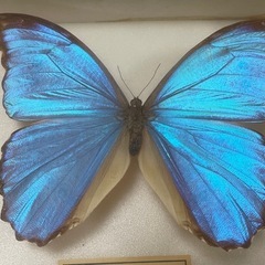 昆虫標本　ディディウスモルフォの画像