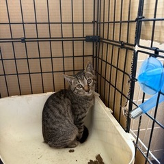 急いでます。 3ヶ月くらいの子猫ちゃん キジトラ